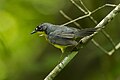 Fan-tailed warbler