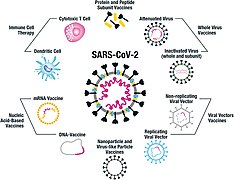 SARS-CoV-2に採用されているワクチンのプラットフォーム。全ウイルスワクチンには、弱毒化されたウイルスと不活性化されたウイルスの両方が含まれる。タンパク質およびペプチドサブユニットワクチンは通常、免疫原性を高めるためにアジュバントと組み合わされる。SARS-CoV-2ワクチン開発では、三量体のスパイクタンパク質全体、または受容体結合領域(RBD)などの構成要素を使用することに重点が置かれている。複数の非複製ウイルスベクターワクチンが開発されており、特にアデノウイルスに焦点が当てられている。一方、複製ウイルスベクターのコンストラクトはあまり重視されていない[200]。