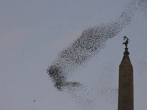 File:Flock of birds at Rome.ogv