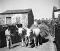 A pair of Istrian oxen pulling a hay cart.