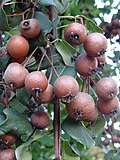 Miniatura para Pyrus cordata