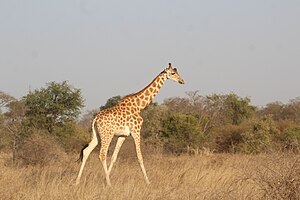 Национальный парк Girafe du Parc de Zakouma.jpg