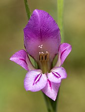Glaïeul des moissons, Gladiolus italicus.