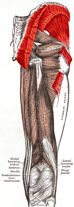 Gluteus muscles.PNG