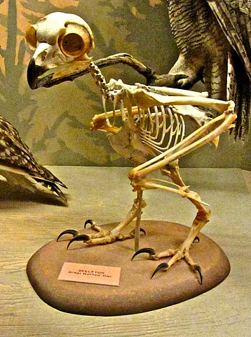 358px-Great_Horned_Owl_skeleton.jpg