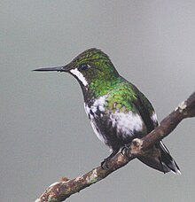 Female Green Thorntail