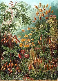 "Muscinae" uit Ernst Haeckel se Artforms of Nature, 1904.
