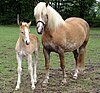 A Haflinger mare and foal