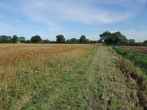 Hay field with small sunflowers