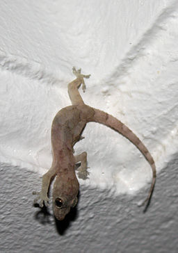 Hemidactylus mabouia in Picard, Dominica 09