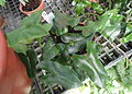Hemionitis arifolia - Lyman Plant House, Smith College - DSC04278.JPG