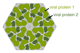 A cartoon showing several identical molecules of protein forming a hexigon