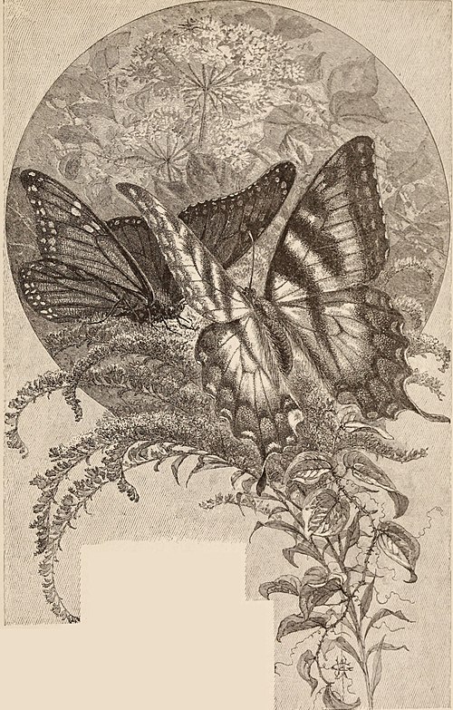 Fig. 77.—Butterflies Engraved by F. S. King