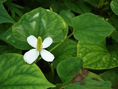 Houttuynia cordata