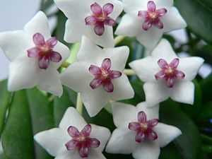 Hoya lanceolata ssp. bella