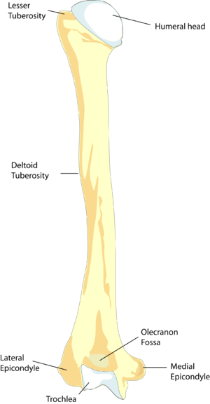 humerus bone anatomy. Skeletal Anatomy: Humerus