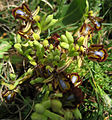 IMG 8812 Ophrys speculum - Testa dell'Acqua, Noto, Sicily.jpg