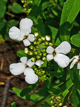 Bittere scheefbloem