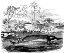 Amazoninis delfinas (Inia geoffrensis)