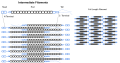 This picture shows the structure of an Intermediate Filament, which creates the structure of the cytoskeleton in an eukaryotic cell.