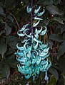 Image 6Jade vine (not made of candy)