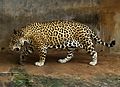 Jaguar (Panthera onca) at Dehiwala Zoo, Sri Lanka