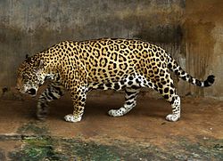  Jaguar (Panthera onca)