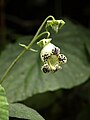 Kohleria tigridia