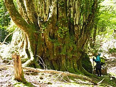 甲森谷最大のカツラ