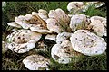 Lactarius controversus