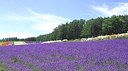 A lavender farm in Hokkaidō