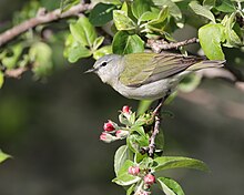 A Tennessee warbler perched on a fencepost