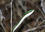 Miniatura para Leptodrymus pulcherrimus