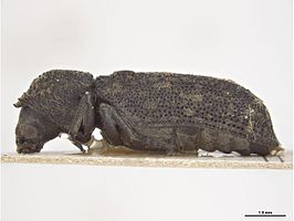 Lichenophanes morbillosus