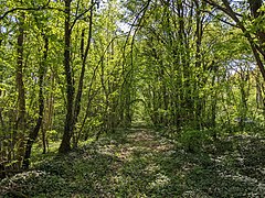 L'ancienne plateforme envahie par la végétation, peu après l'ancien PN25 sur la commune de Roinville