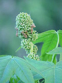 200px Liquidambar styraciflua0