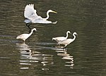 Little Egrets (Egretta garzetta) & Great Egret (Casmerodius albus) hunting in Kolkata W IMG 4401.jpg