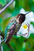 Adult male, singing