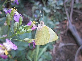 Mathania leucothea