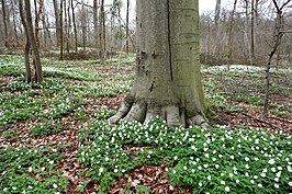 Meerdaalwoud, Heverleebos en Egenhovenbos