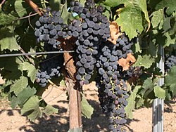 Merlot szőlőfajta a spanyolországi La Manchában