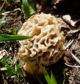 Morchella esculenta