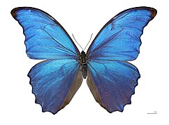La iridiscencia de las alas de la mariposa Morpho didius.