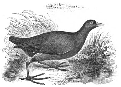 Moor-hen