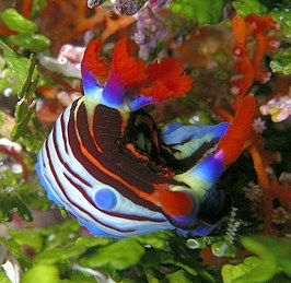 Nembrotha purpureolineata