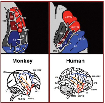 Dual stream connectivity between the auditory cortex and frontal lobe of monkeys and humans. Top: The auditory cortex of the monkey (left) and human (right) is schematically depicted on the supratemporal plane and observed from above (with the parieto- frontal operculi removed). Bottom: The brain of the monkey (left) and human (right) is schematically depicted and displayed from the side. Orange frames mark the region of the auditory cortex, which is displayed in the top sub-figures. Top and Bottom: Blue colors mark regions affiliated with the ADS, and red colors mark regions affiliated with the AVS (dark red and blue regions mark the primary auditory fields). Abbreviations: AMYG-amygdala, HG-Heschl's gyrus, FEF-frontal eye field, IFG-inferior frontal gyrus, INS-insula, IPS-intra parietal sulcus, MTG-middle temporal gyrus, PC-pitch center, PMd-dorsal premotor cortex, PP-planum polare, PT-planum temporale, TP-temporal pole, Spt-sylvian parietal-temporal, pSTG/mSTG/aSTG-posterior/middle/anterior superior temporal gyrus, CL/ ML/AL/RTL-caudo-/middle-/antero-/rostrotemporal-lateral belt area, CPB/RPB-caudal/rostral parabelt fields. Used with permission from Poliva O. From where to what: a neuroanatomically based evolutionary model of the emergence of speech in humans. Material was copied from this source, which is available under a Creative Commons Attribution 4.0 International License. Neurolinguistics.png