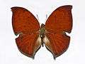 Fotografia do macho de Z. itys com a coloração enegrecida, em suas asas, menos visível.