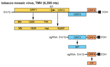 Genome of tobacco mosaic virus OPSR.Virga.Fig17.v4.png