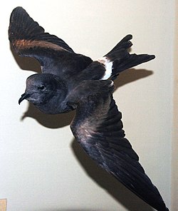 Oceanodroma macrodactyla (Guadalupe petrel).jpg