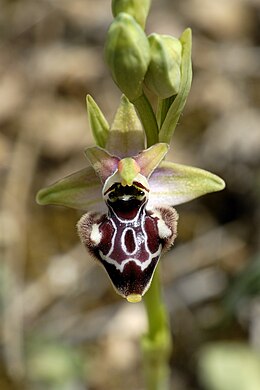 Hibrid bangó (Ophrys incubacea x Ophrys oxyrrhynchos) virága